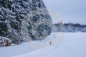Cross-country Skiing Trail in Front of Winter Forest
