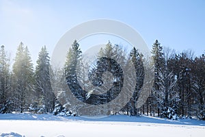 Cross-country skiing trails. Winter forest covered with snow.