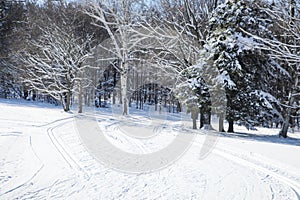 Cross-country skiing trails. Winter forest covered with snow. Na