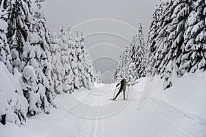 Cross-country skiing in winter nature