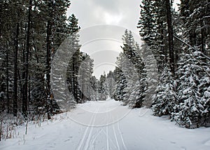 Cross country skiing Winter scenery