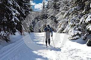 cross-country skiing in the winter snowy forest