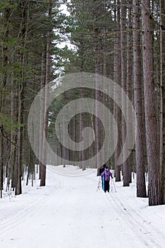 Cross-country skiing in woods