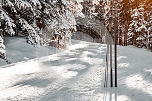 cross-country skiing in the woods in the snow in winter