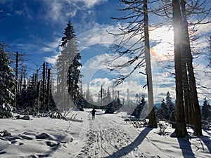 Cross-country skis in the national park Harz in the heart of Germany