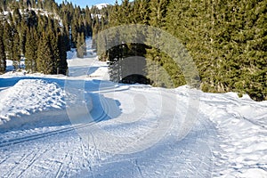 Cross-country sky trail trough a pine forest in winter