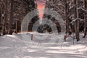 cross-country trail in a snowy winter forest at sunset