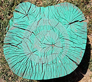 Cross cut of an old tree