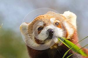 Cross-eyed animal. Cute red panda eating looking at bamboo shoot