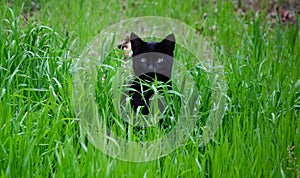 Cross-eyed cat looking at camera