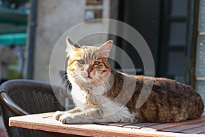 Cross-eyed cat sitting on table