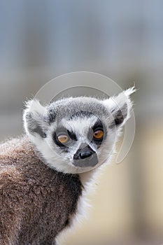 Cross-eyed lemur face. Funny animal meme image photo