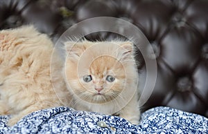 Cross-Eyed Munchkin Cat.