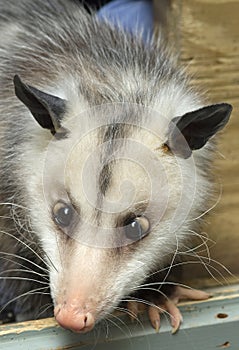 Cross-Eyed Opossum
