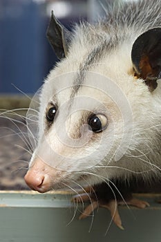 Cross-Eyed Opossum