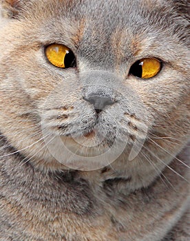 Cross eyed pedigree cat expression on face