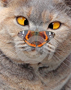 Cross eyed pedigree cat looking at butterfly on nose