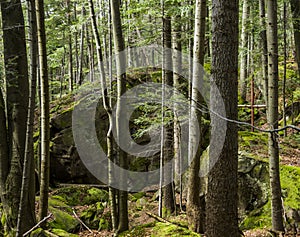 Cross in the forest at the place of death of five fighters of Ukrainian Insurgent Army UPA in 1945, Skole Beskids National Nature