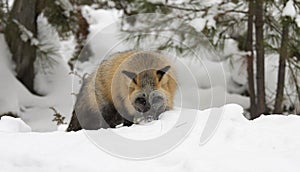 Cross fox hunting for food in deep snow with evergreen trees in