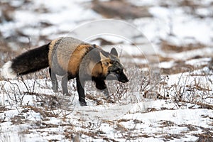 Cross fox on rock and snow covered ground