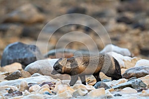 Cross fox on rock and snow covered ground