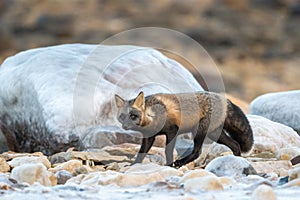 Cross fox on rock and snow covered ground