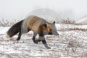 Cross fox on rock and snow covered ground