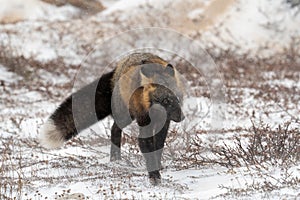 Cross fox on rock and snow covered ground