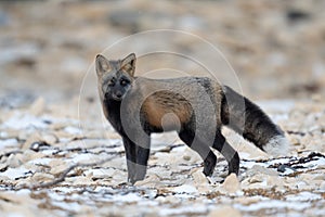 Cross fox on rock and snow covered ground