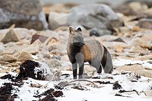 Cross fox on rock and snow covered ground