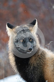 Cross fox in the snow