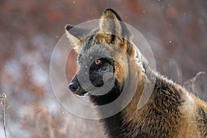 Cross fox in the snow