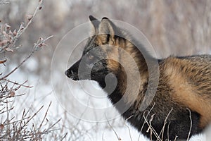 Cross fox in the snow