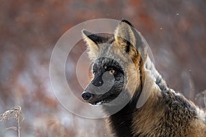 Cross fox in the snow