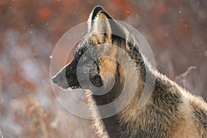 Cross fox in the snow