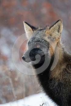 Cross fox in the snow