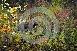 Cross Fox Vulpes vulpes Stands in Weeds Autumn