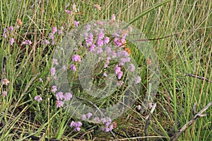 Cross-leaved Heath photo