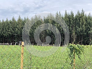Cross link metallic wire fence with beautiful scenic background. Fence on green grass
