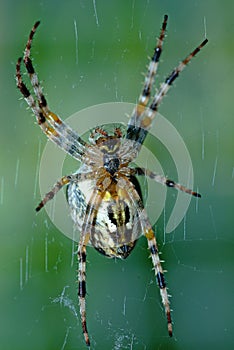 Cross orb weaver (Diadematus araneus)