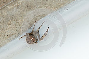 Cross orb weaver garden spider seaking shelter