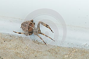 Cross orb weaver garden spider seaking shelter