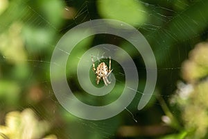 Cross Orb Weaver spider araneus diadematus