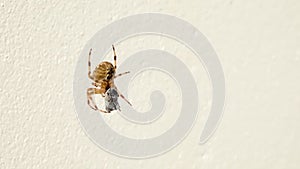 Cross Orb weaver spider eating prey in Ireland - View from the underside