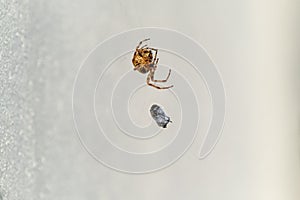 Cross Orb weaver spider eating prey in Ireland - View from the underside