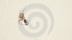 Cross Orb weaver spider eating prey in Ireland - View from the underside