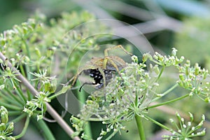 Cross Orb Weaver spider eats his victim