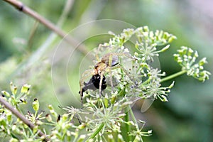 Cross Orb Weaver spider eats his victim