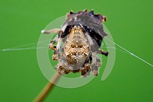 Cross Orb Weaver Spider Perched on a Dead Wildflower Stalk