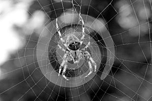 Cross Orbweaver Spider photo